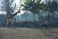 Ostrich walking in the zoo giraffes