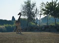 Ostrich walking in the zoo giraffes