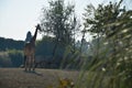 Ostrich walking in the zoo giraffes