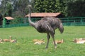 Ostrich walks with antelopes
