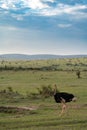 Ostrich walks around the vast savannah of the Masaai Mara Reserve in Kenya