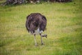 The ostrich walks on the grass