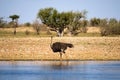 Ostrich walks in water in the Kalahari desert, Namibia, Africa Royalty Free Stock Photo