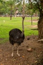 Large African ostrich walks through the open enclosure of the zoo