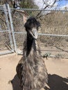 Ostrich wanna be Royalty Free Stock Photo