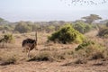Ostrich watches a flock of birds fly away, Amboseli National Park Kenya