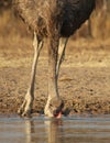 Ostrich and water - African feathers Royalty Free Stock Photo