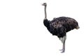 the ostrich on white background have path Royalty Free Stock Photo