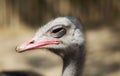 Ostrich Royalty Free Stock Photo