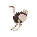 Ostrich Wild Exotic African Bird Vector Illustration Royalty Free Stock Photo
