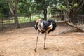 Ostrich wildlife animal in the zoo cage Royalty Free Stock Photo