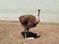 Ostrich Will Become Mom In The Zoo