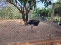 Ostrich world's largest bird Birds Park Birds Research Center Hambantota