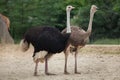 Ostrich (Struthio camelus). Royalty Free Stock Photo