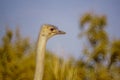 Ostrich, in the Yotvata Hai-Bar Nature Reserve Royalty Free Stock Photo