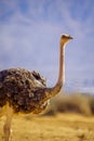 Ostrich, in the Yotvata Hai-Bar Nature Reserve Royalty Free Stock Photo