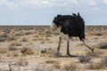 Ostrich with youngs in Etosha Park, Namibia