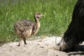 Ostrich youngster in a sand dune