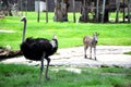 Ostrich and zebra Royalty Free Stock Photo