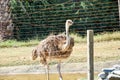 Ostrich in a zoo animals background