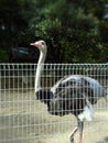 Ostrich in the zoo