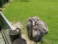 Ostrich in zoo in bavaria in germany in augsburg