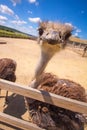 Ostrich zoo corral, looking up. Royalty Free Stock Photo