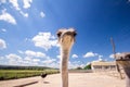 Ostrich zoo corral, looking up. Royalty Free Stock Photo