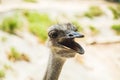 Ostrich in the zoo