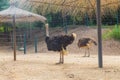 An ostrich Royalty Free Stock Photo