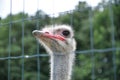 Ostrich in the zoo is watching, close-up