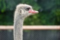 Ostrich in the zoo is watching, close-up