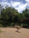 Ostrich in the Zoological park