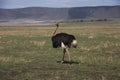 Ostriche at Ngorongo National Park crater Royalty Free Stock Photo