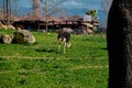 Ostriche and zebras behind the green lgrass Royalty Free Stock Photo