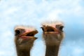 Ostriches Royalty Free Stock Photo