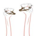 Ostriches