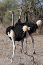 Ostriches Royalty Free Stock Photo