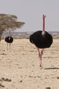 Ostriches Royalty Free Stock Photo