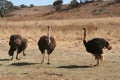 Ostriches in Africa Royalty Free Stock Photo