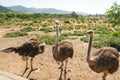 Walking Ostriches, Ostrich Farm, California Royalty Free Stock Photo