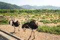 Walking Ostriches, Ostrich Farm, California Royalty Free Stock Photo