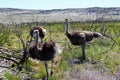 Ostriches at the Cape Peninsula in South Africa