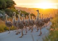 Ostriches crossing road at sunset Royalty Free Stock Photo