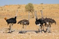 Ostriches drinking water at a waterhole Royalty Free Stock Photo