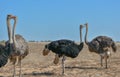 Ostriches, each sheep with its partner two pairs of ostrich