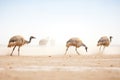 ostriches emerging from a dust cloud on a dry field Royalty Free Stock Photo