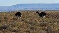 Ostriches on the escarpment