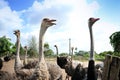 Ostriches farm