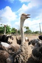 Ostriches farm